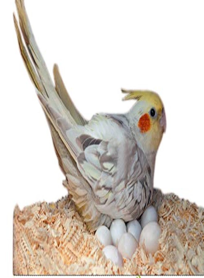 سايج سكوير 250 غرام من نشارة الخشب الطبيعي الناعم، تُستخدم كفرش ومأوى لجميع أنواع الطيور - Image 2